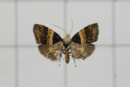 Image of Choreutis basalis