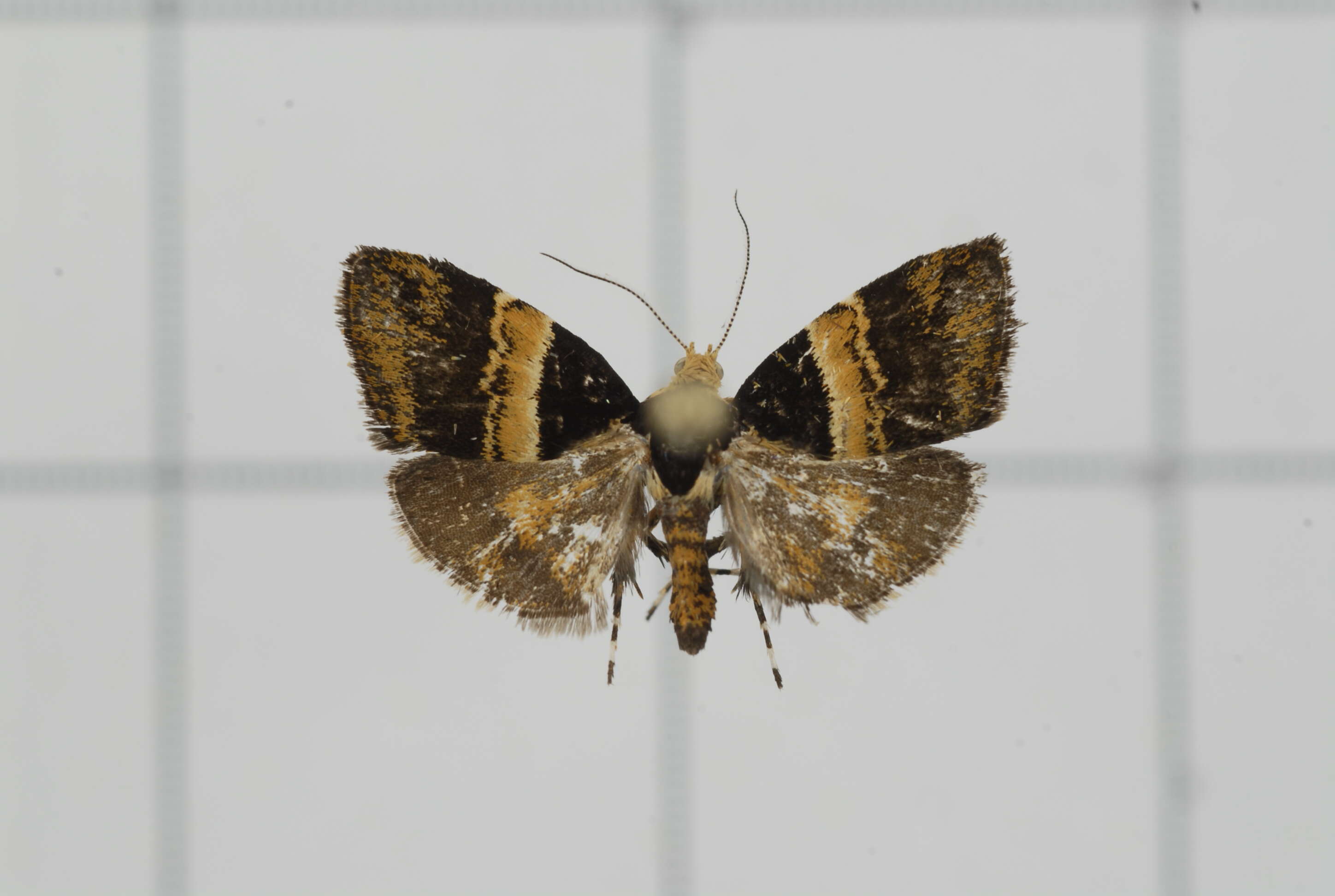 Image of Choreutis basalis