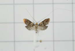 Image of Nemophora ahenea Stringer 1930