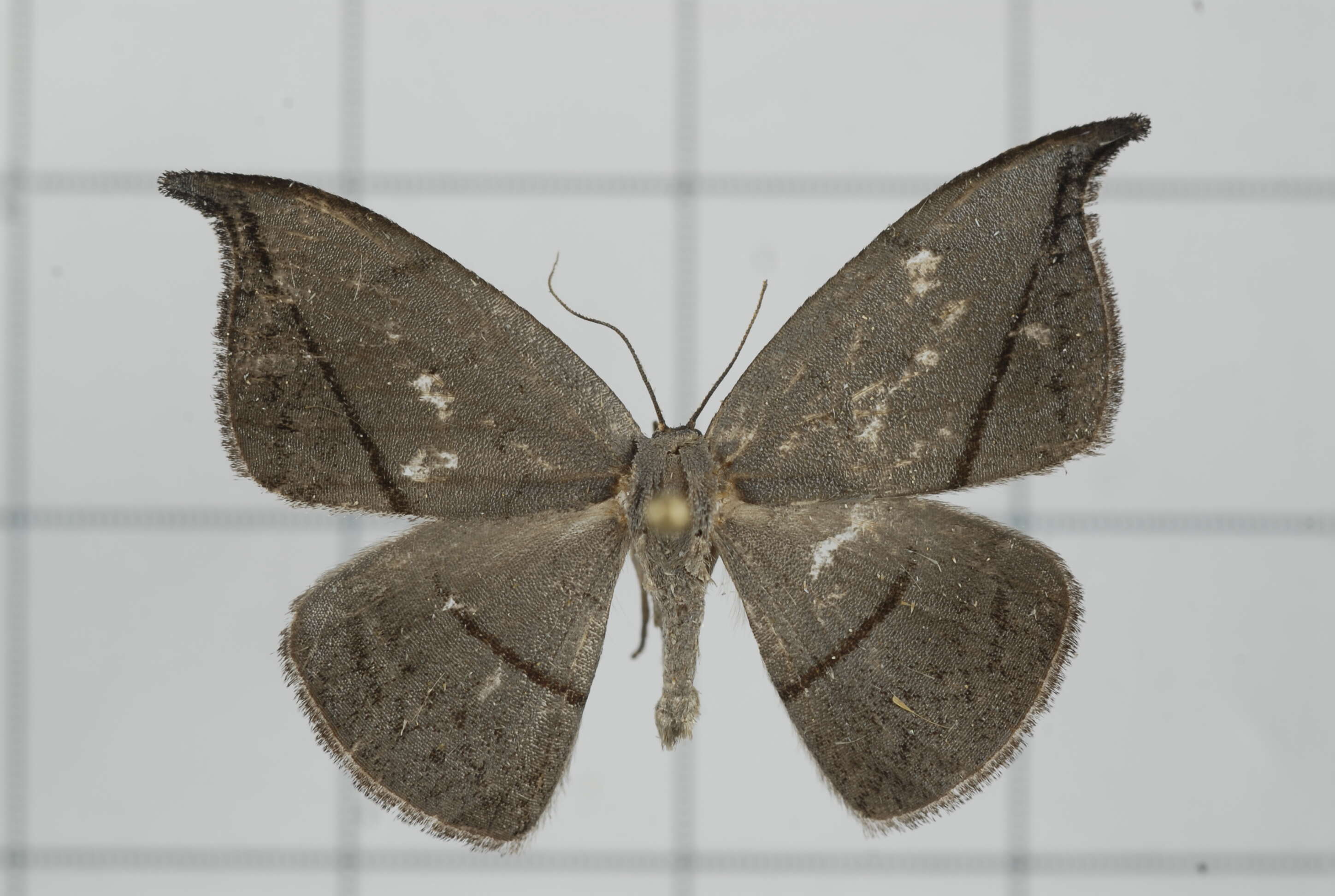 Image of Albara reversaria Walker 1866