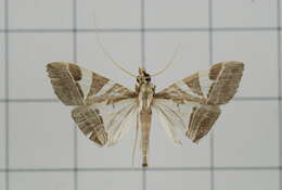 Sivun Agrioglypta itysalis Walker 1859 kuva