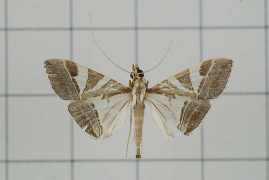 Agrioglypta itysalis Walker 1859 resmi