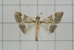 Agrioglypta itysalis Walker 1859 resmi