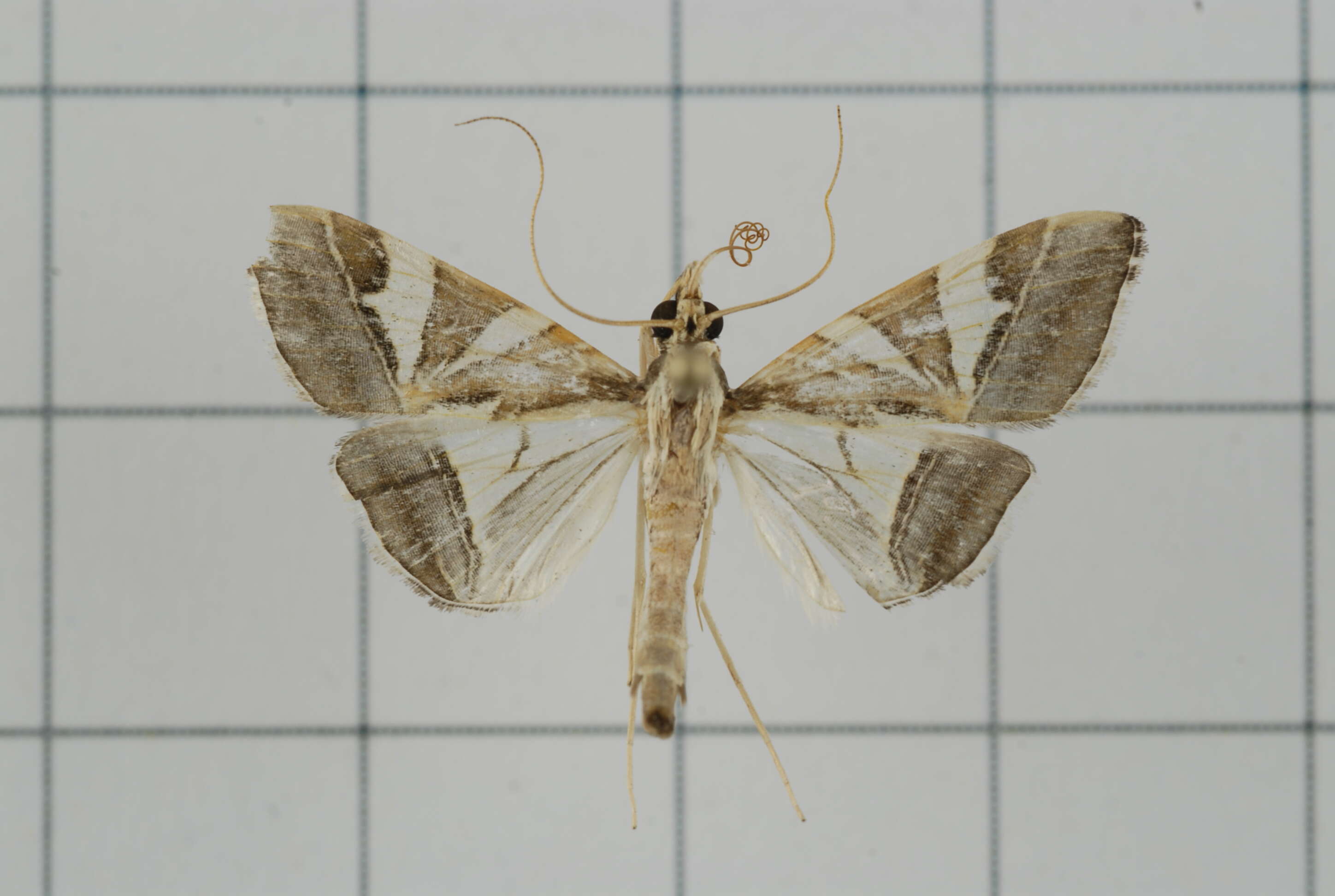 Sivun Agrioglypta itysalis Walker 1859 kuva