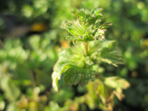 Image of common henbit