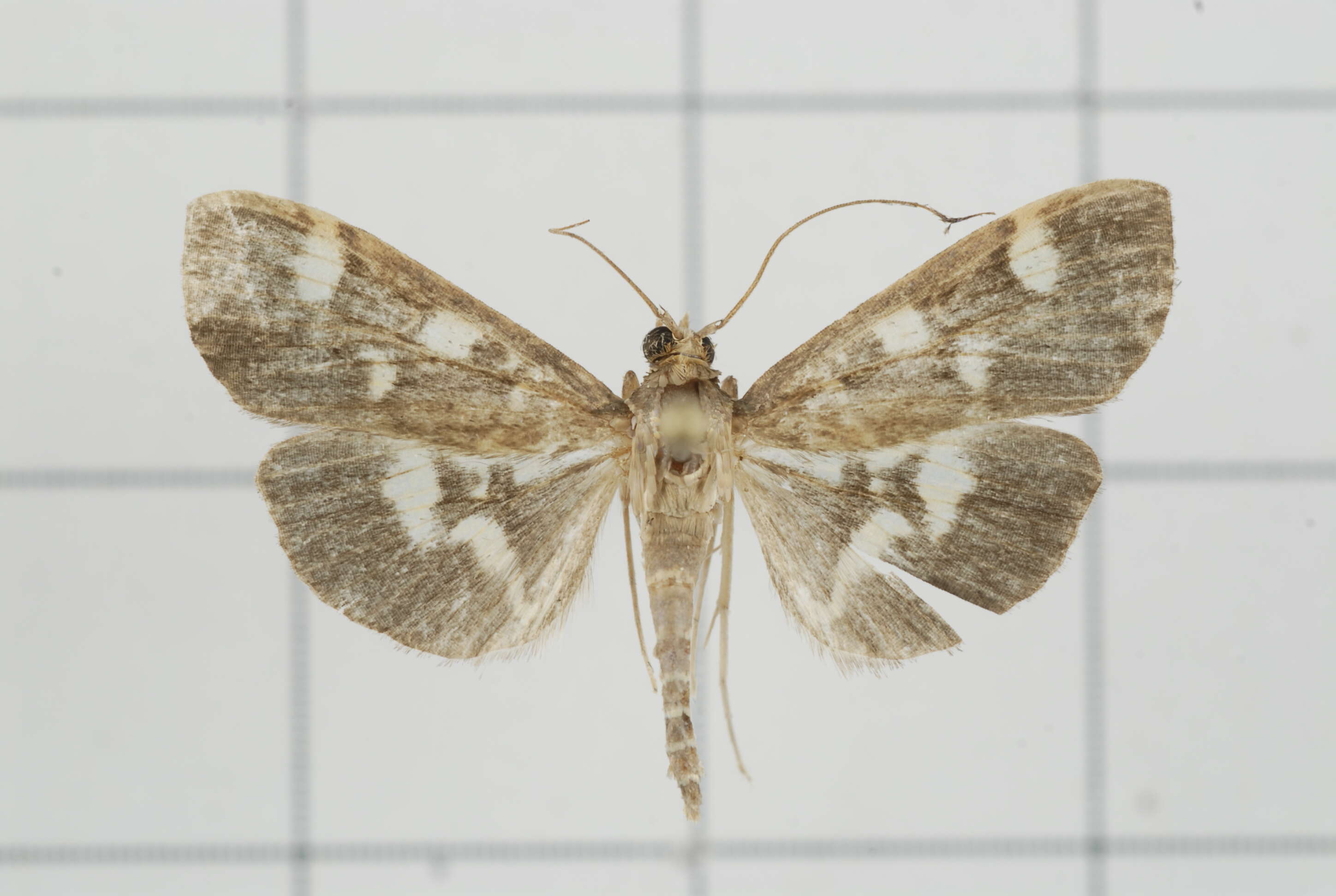 Image de Herpetogramma luctuosalis Guenée 1854