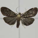 صورة Parasiccia fuscipennis Hampson 1914