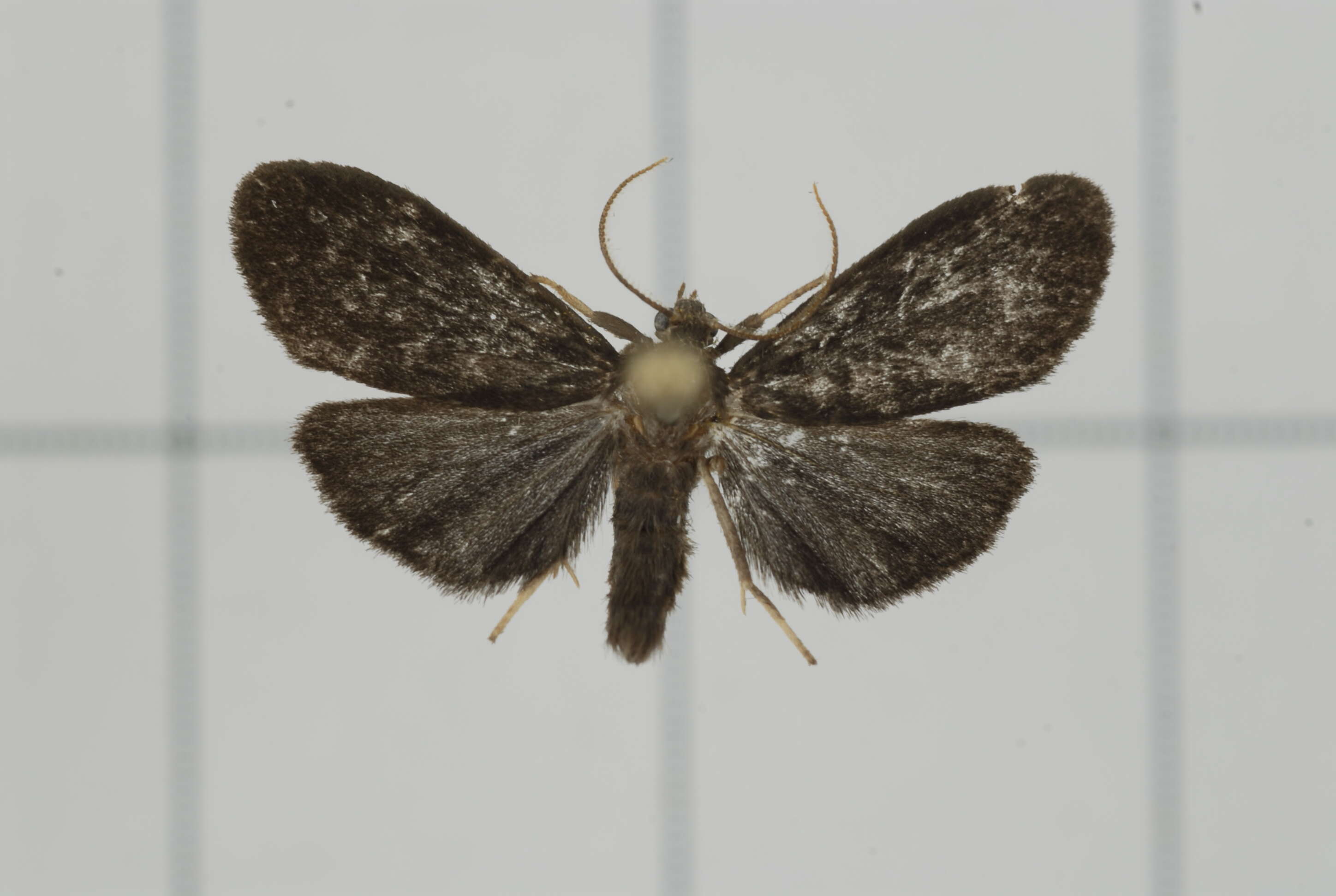 Слика од Parasiccia fuscipennis Hampson 1914