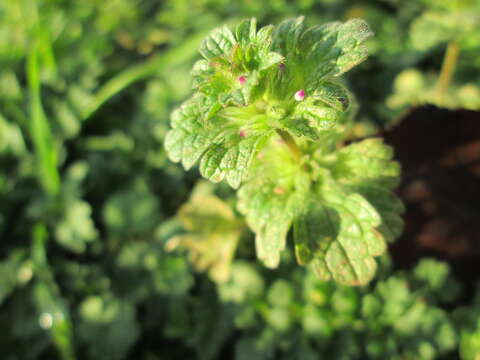 Image of common henbit