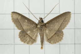 Image of Tochara creberrima (Walker 1858)