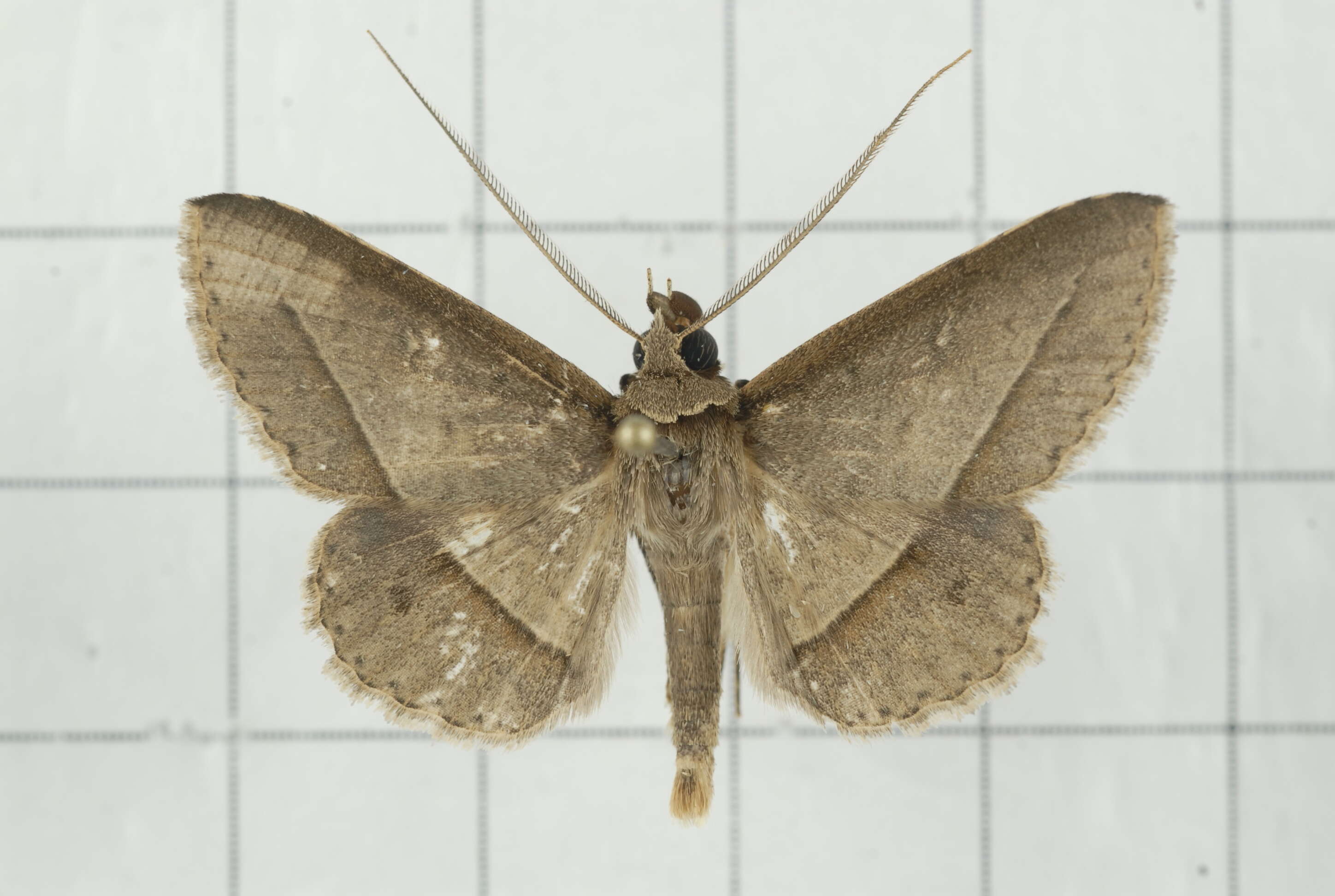 Image of Tochara creberrima (Walker 1858)