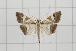 Agrioglypta itysalis Walker 1859 resmi