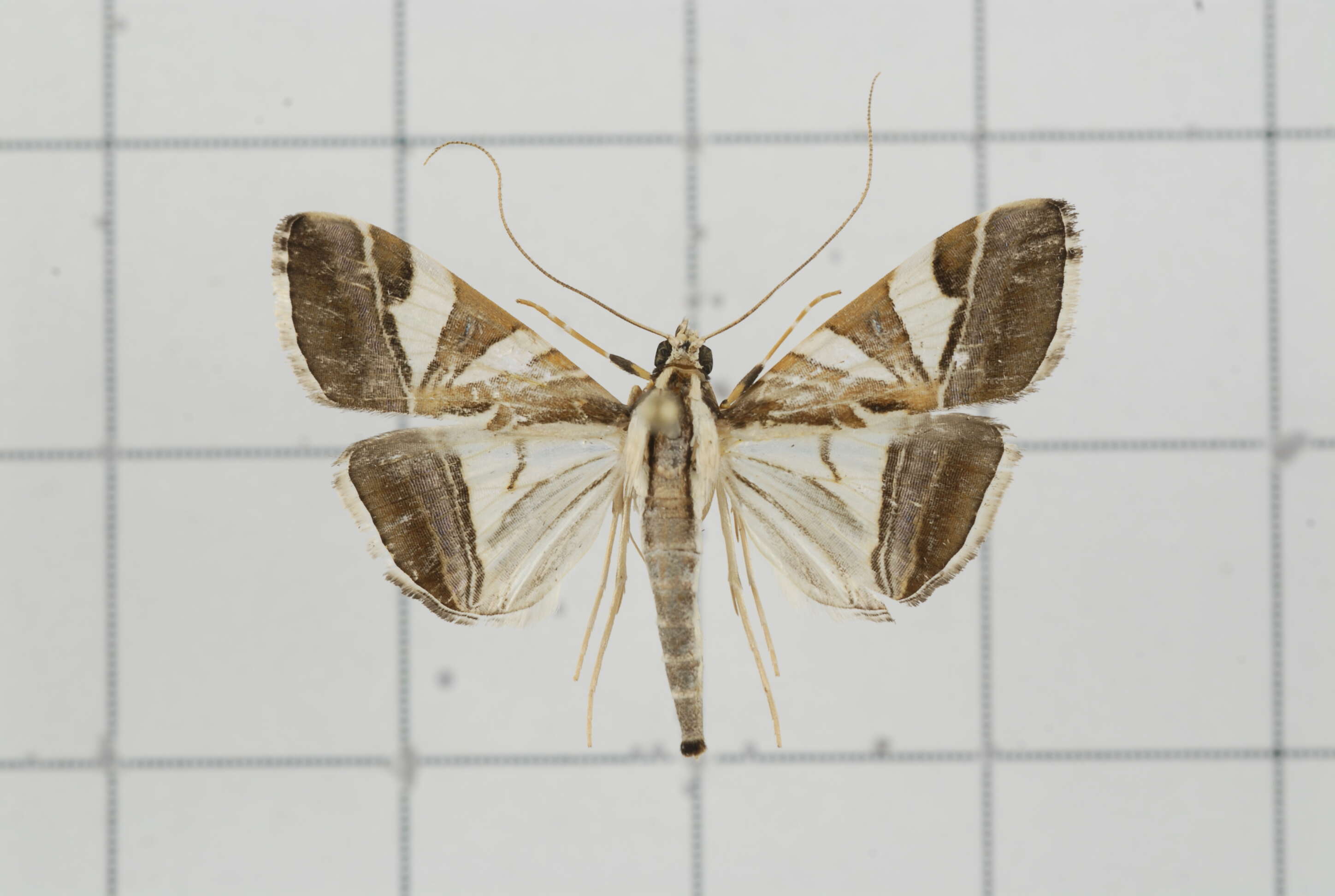 Sivun Agrioglypta itysalis Walker 1859 kuva