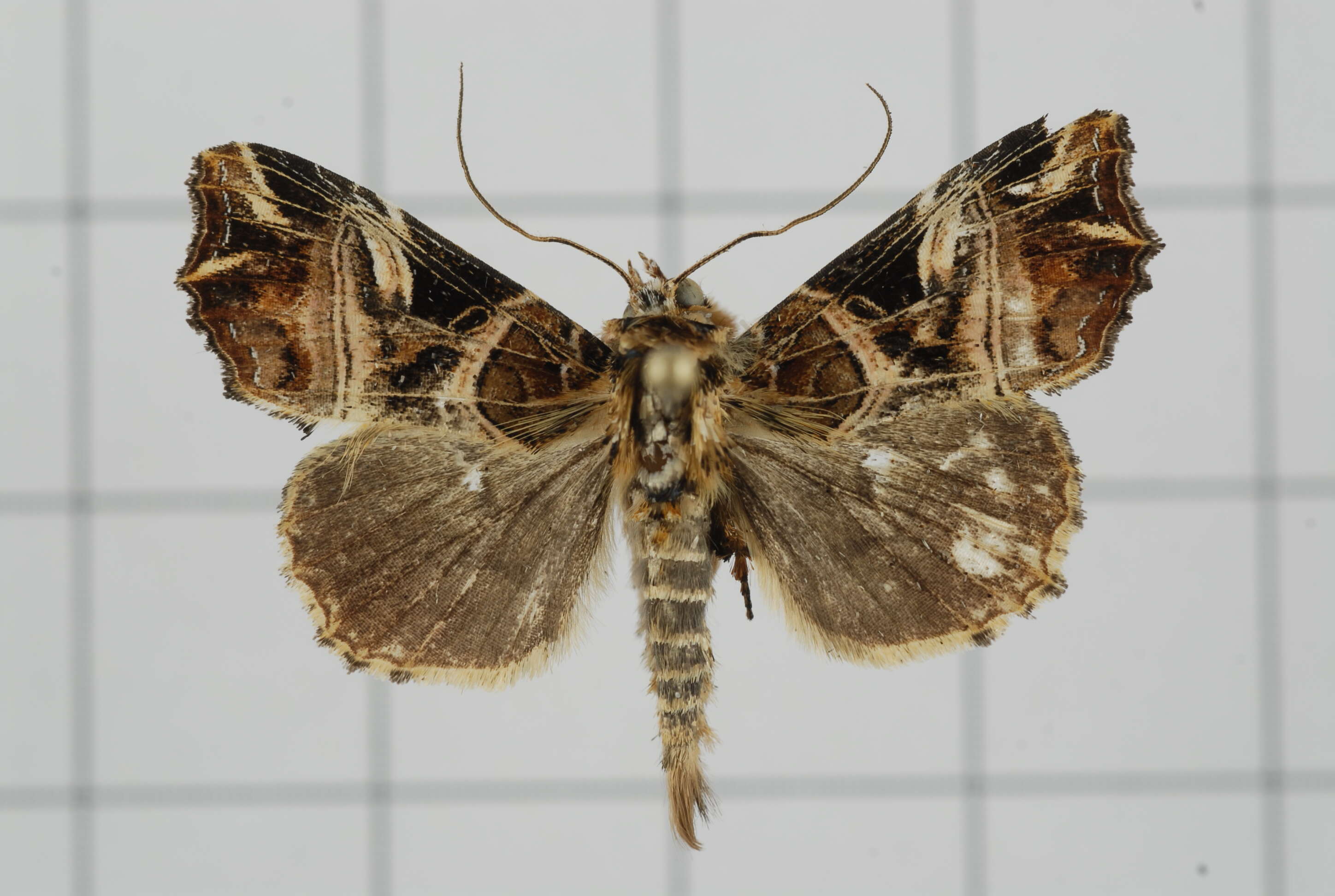 Image de Callopistria nobilior