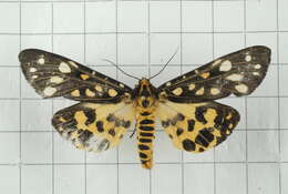 Image of Aglaomorpha histrio (Walker 1855)