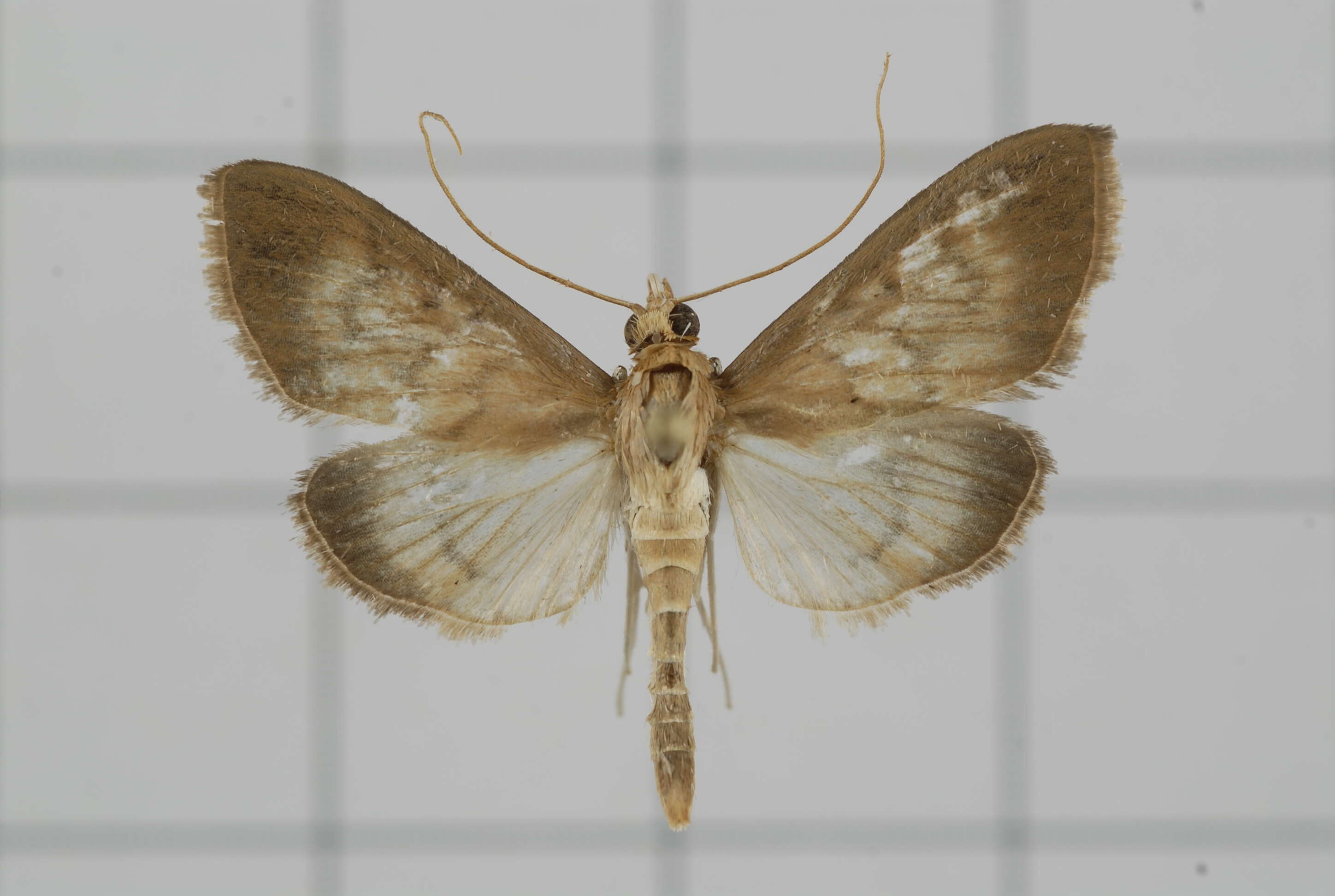 Sivun Crypsiptya coclesalis Walker 1859 kuva