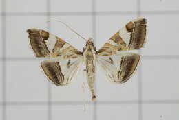 Sivun Agrioglypta itysalis Walker 1859 kuva