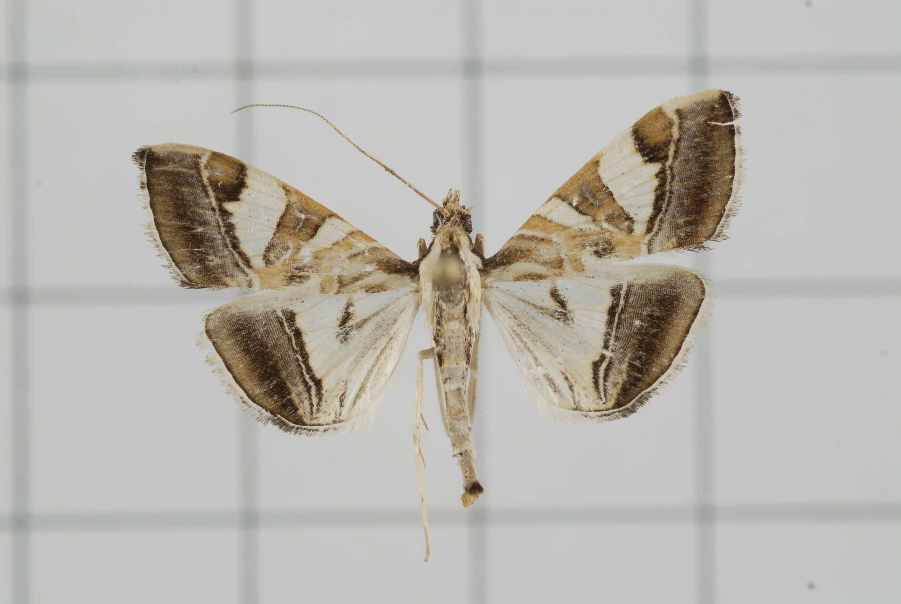 Sivun Agrioglypta itysalis Walker 1859 kuva