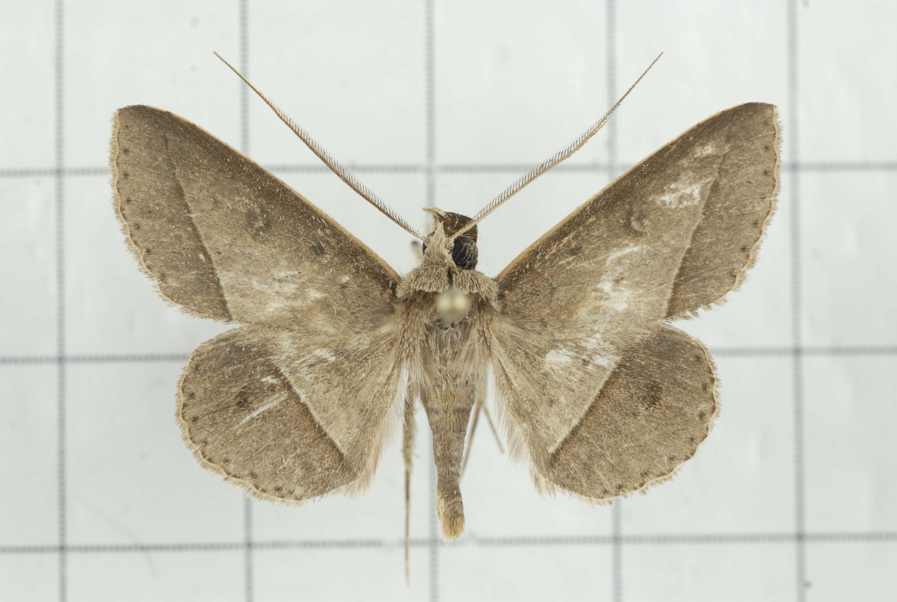 Image of Tochara creberrima (Walker 1858)