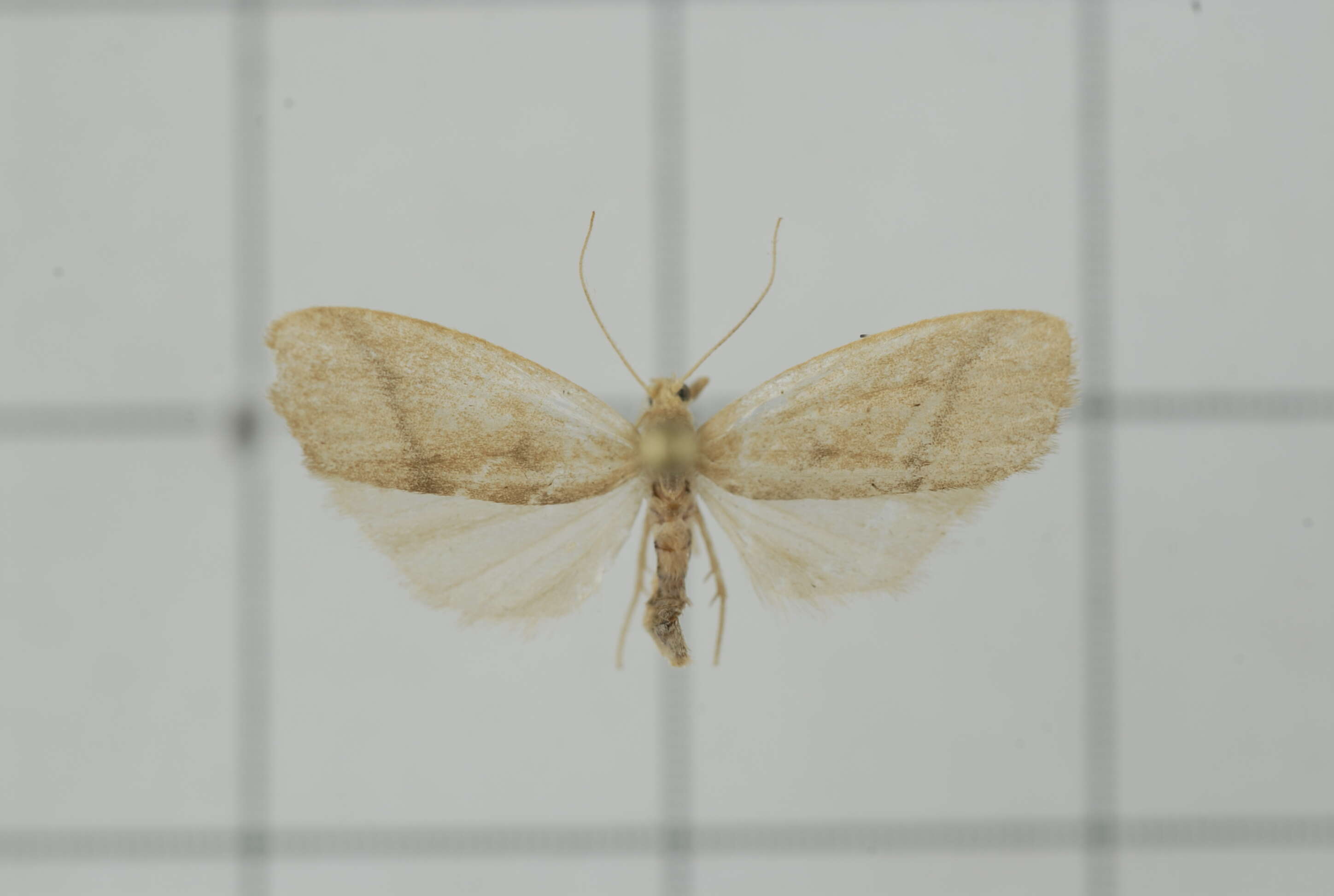 Image of Notata parva Hampson 1891