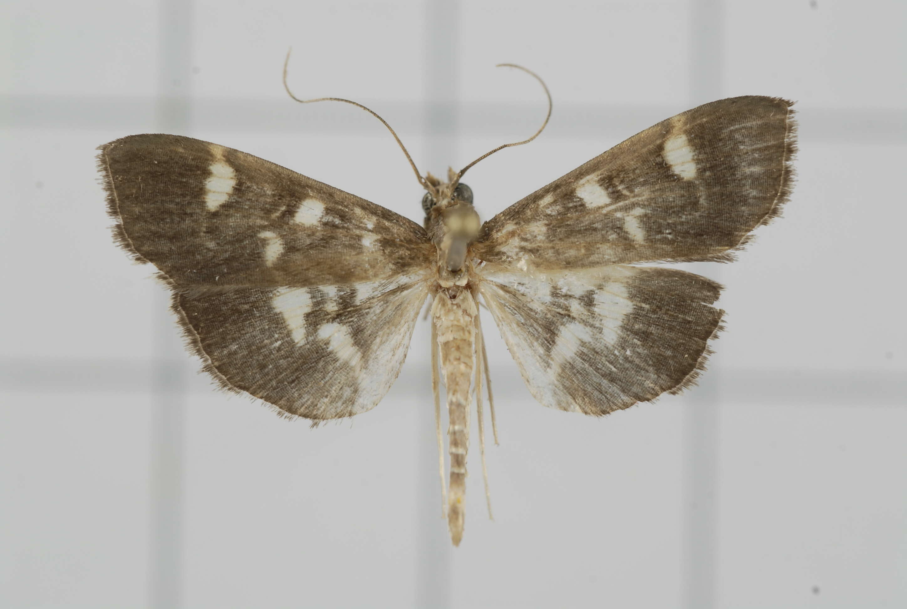 Image de Herpetogramma luctuosalis Guenée 1854