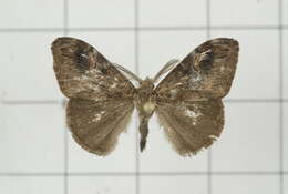 Image of Orgyia postica Walker 1855