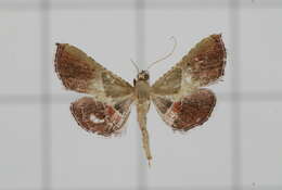 Image of Endotricha ruminalis Walker 1859