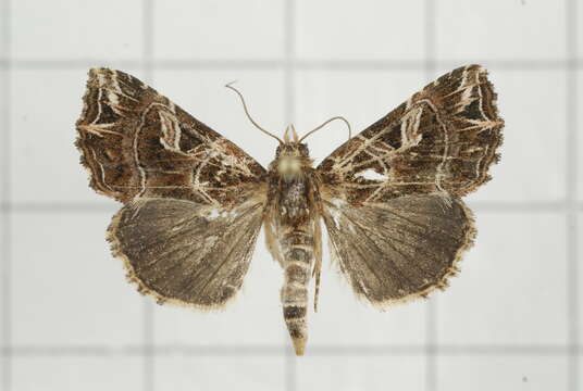 Image of Callopistria duplicans Walker 1857