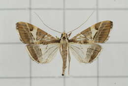 Sivun Agrioglypta itysalis Walker 1859 kuva