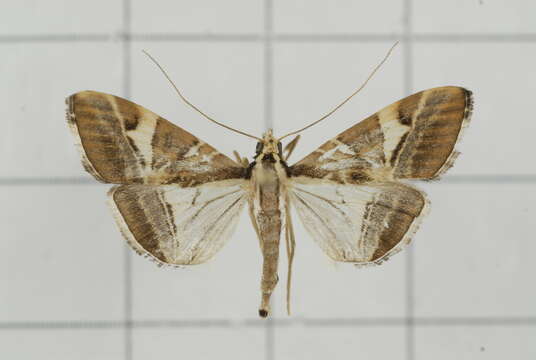 Agrioglypta itysalis Walker 1859 resmi