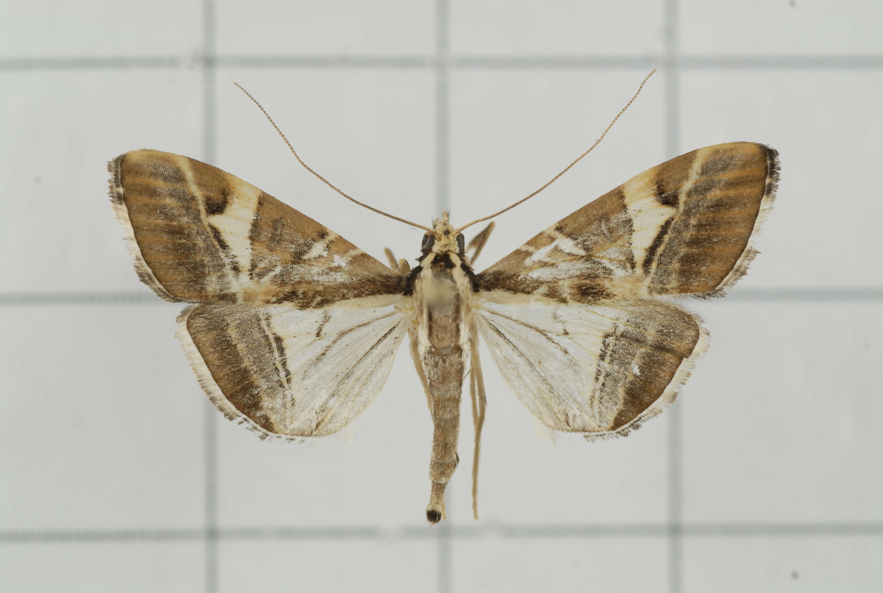 Sivun Agrioglypta itysalis Walker 1859 kuva