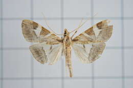 Agrioglypta itysalis Walker 1859 resmi