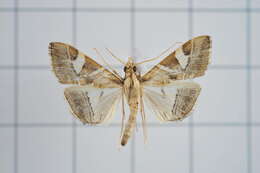 Agrioglypta itysalis Walker 1859 resmi