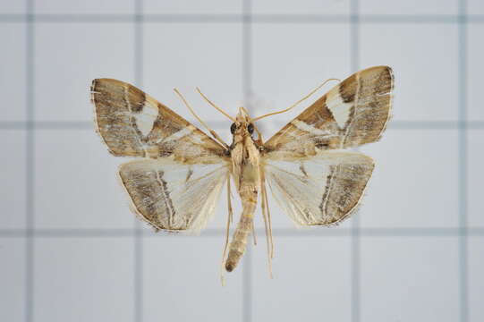 Sivun Agrioglypta itysalis Walker 1859 kuva