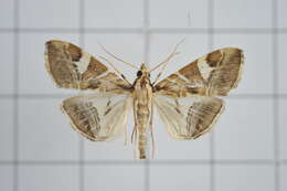 Sivun Agrioglypta itysalis Walker 1859 kuva