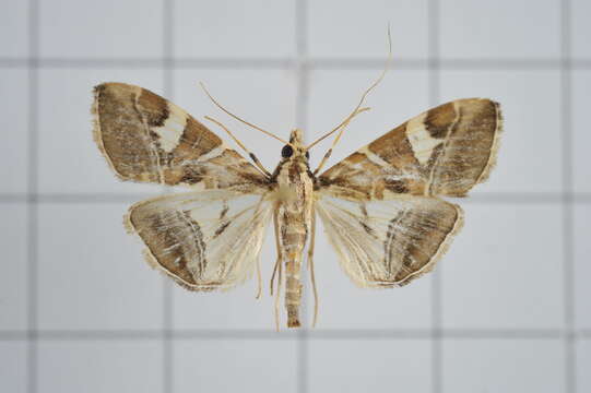 Sivun Agrioglypta itysalis Walker 1859 kuva