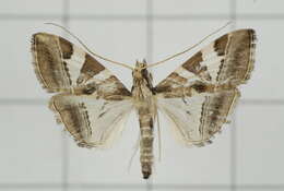 Sivun Agrioglypta itysalis Walker 1859 kuva