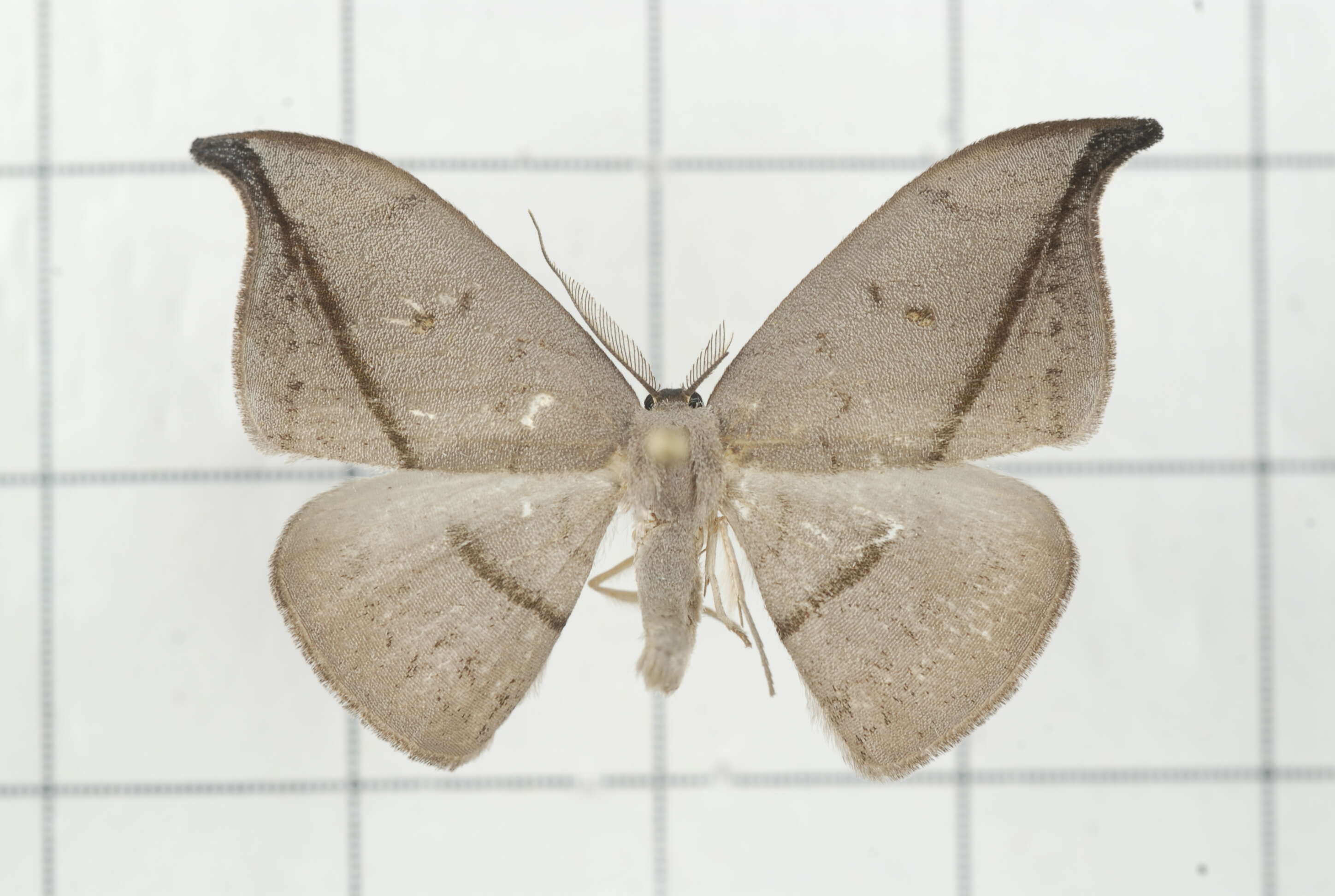 Image of Albara reversaria Walker 1866