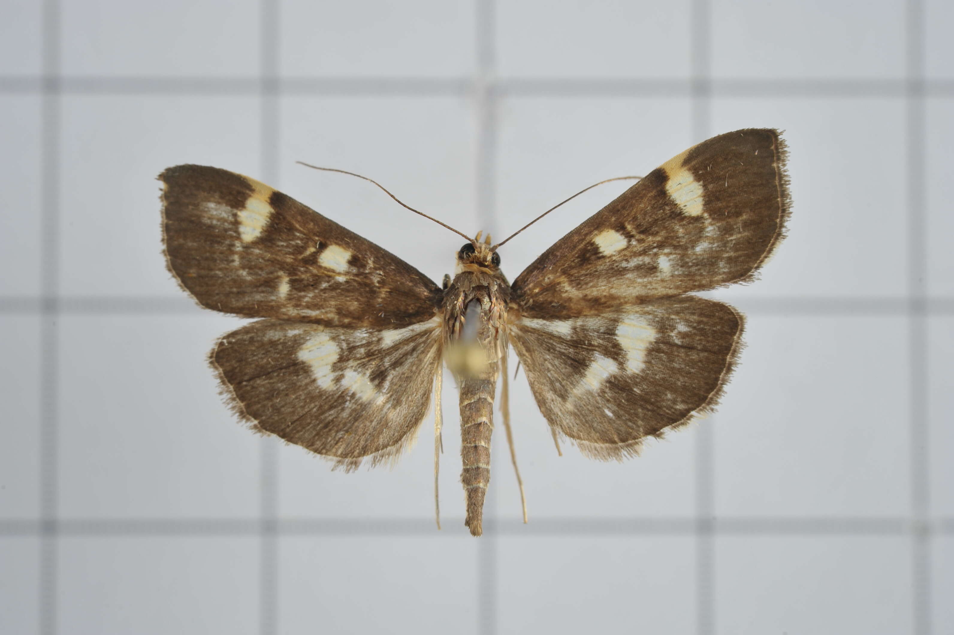 Image de Herpetogramma luctuosalis Guenée 1854