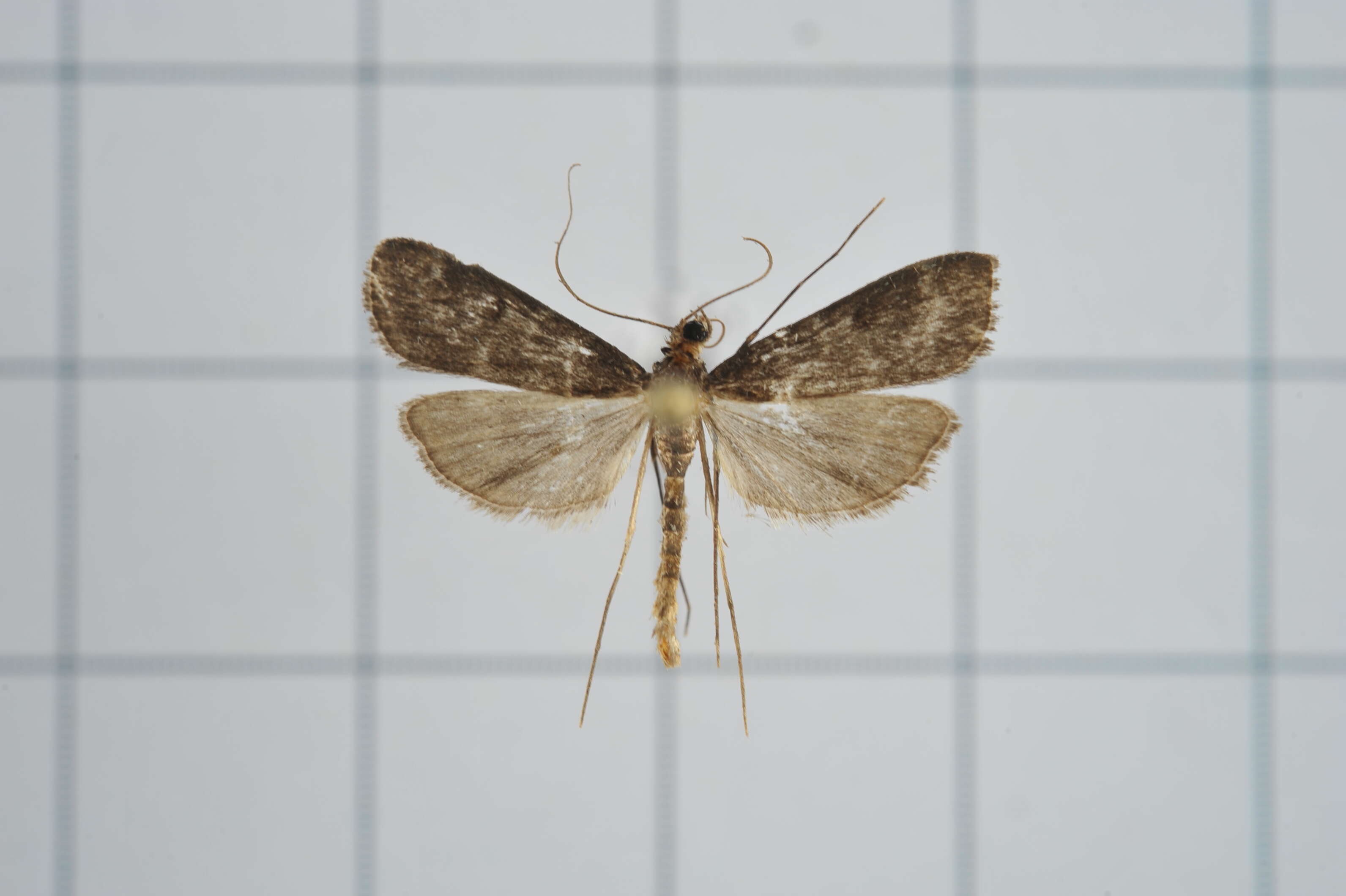 Image of Paracymoriza nigra