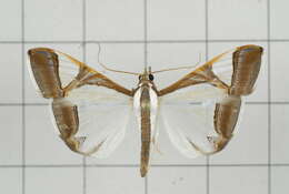 Sivun Agrioglypta eurytusalis Walker 1859 kuva