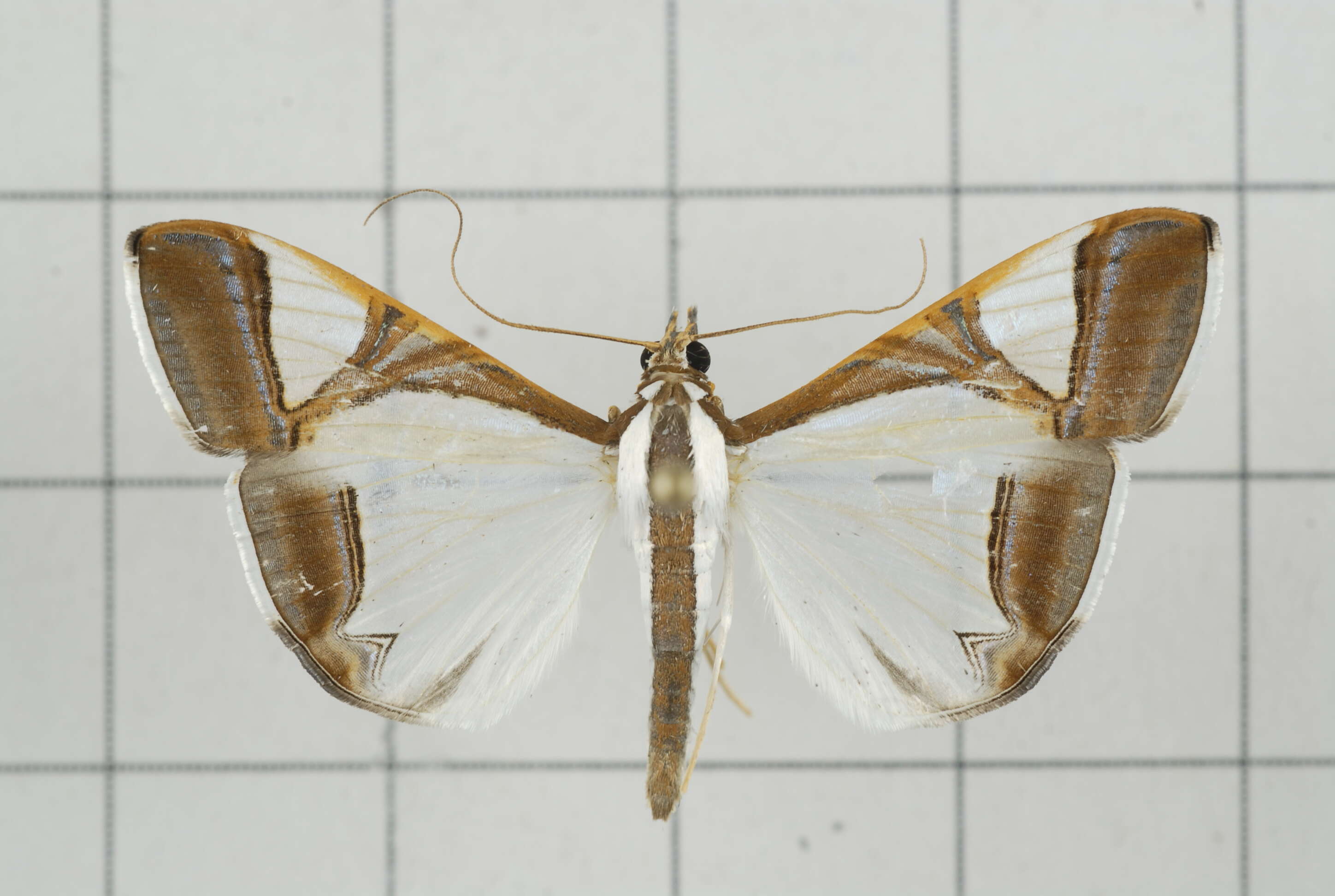 Agrioglypta eurytusalis Walker 1859 resmi