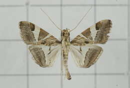 Agrioglypta itysalis Walker 1859 resmi