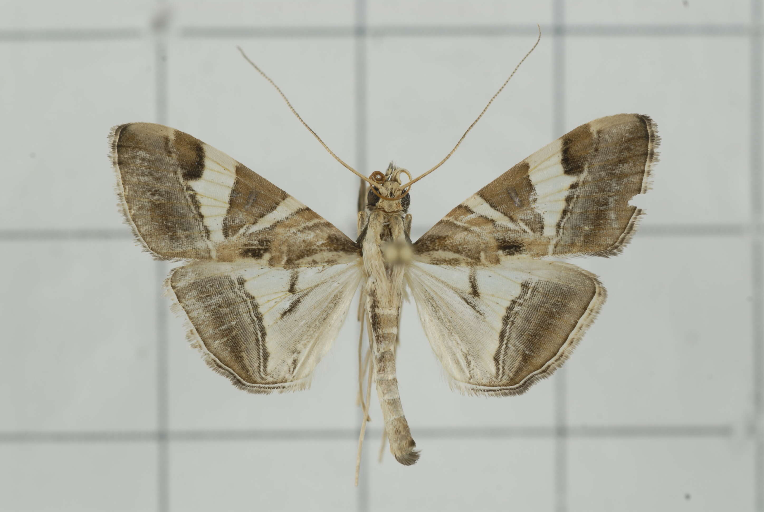 Agrioglypta itysalis Walker 1859 resmi