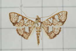 Imagem de Glyphodes canthusalis Walker 1859