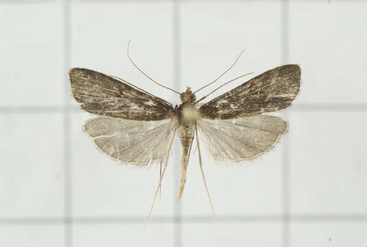 Image of Paracymoriza nigra