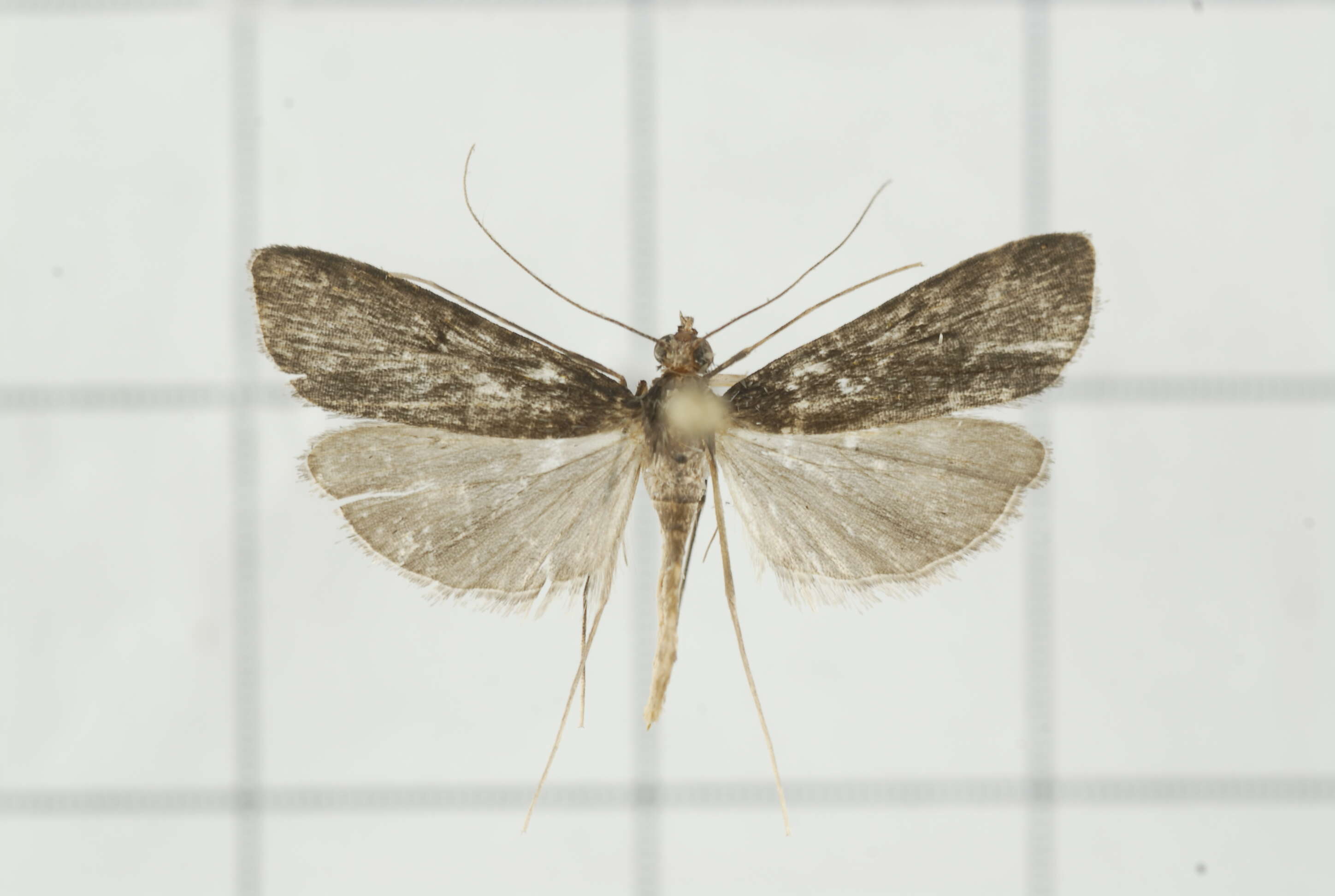 Image of Paracymoriza nigra