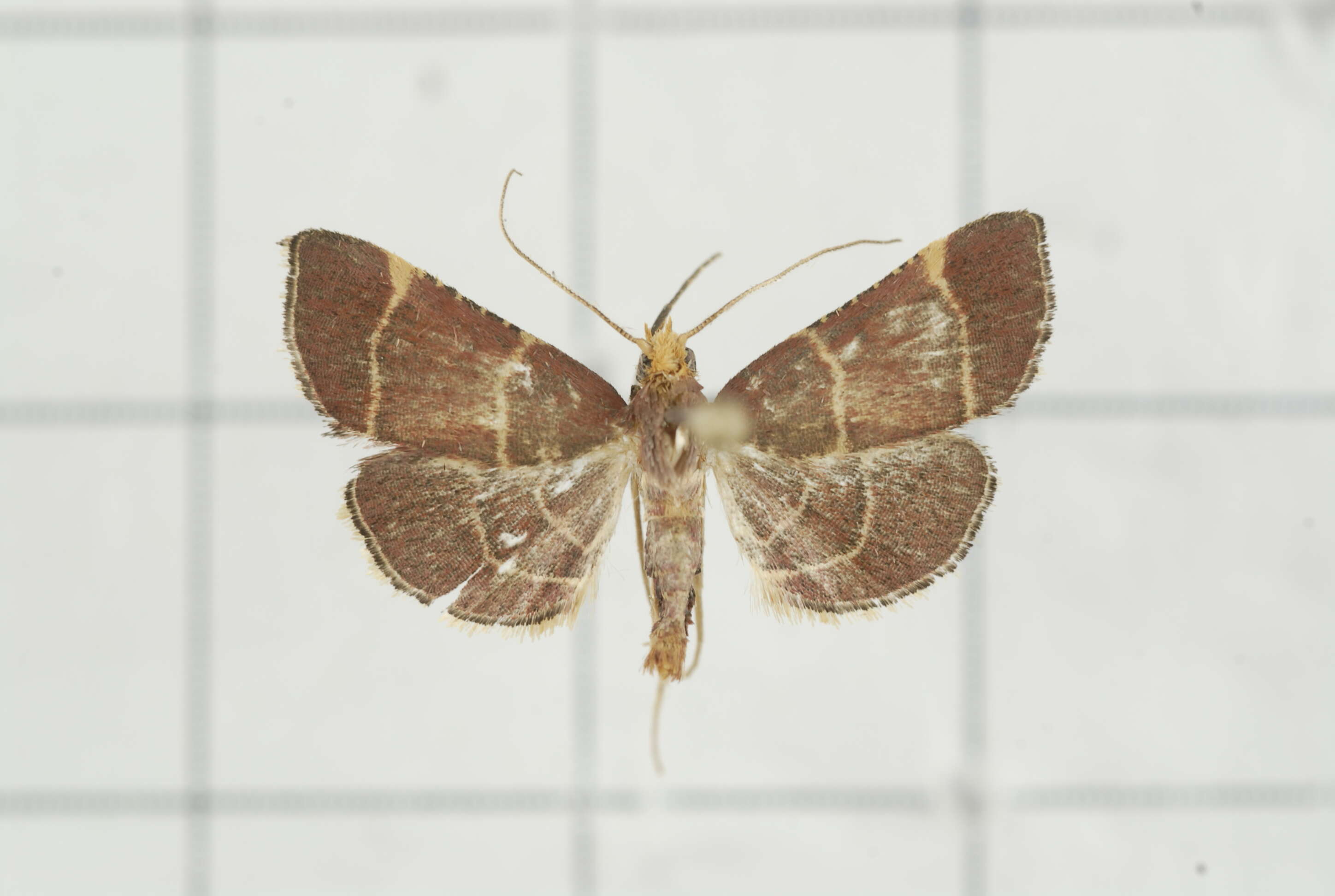 Image of Herculia pelasgalis Walker 1859