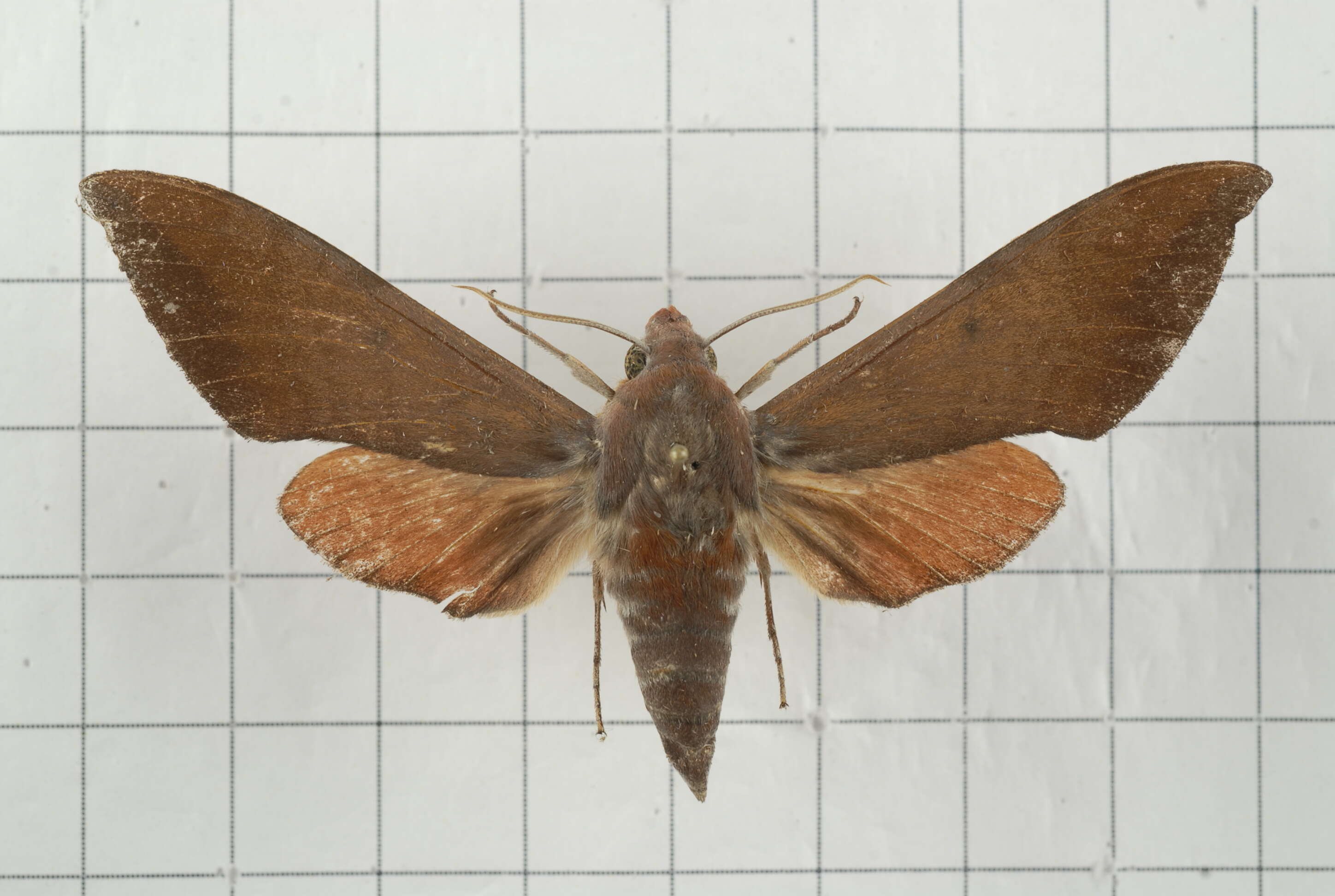 Image of Dahira rubiginosa Moore 1888