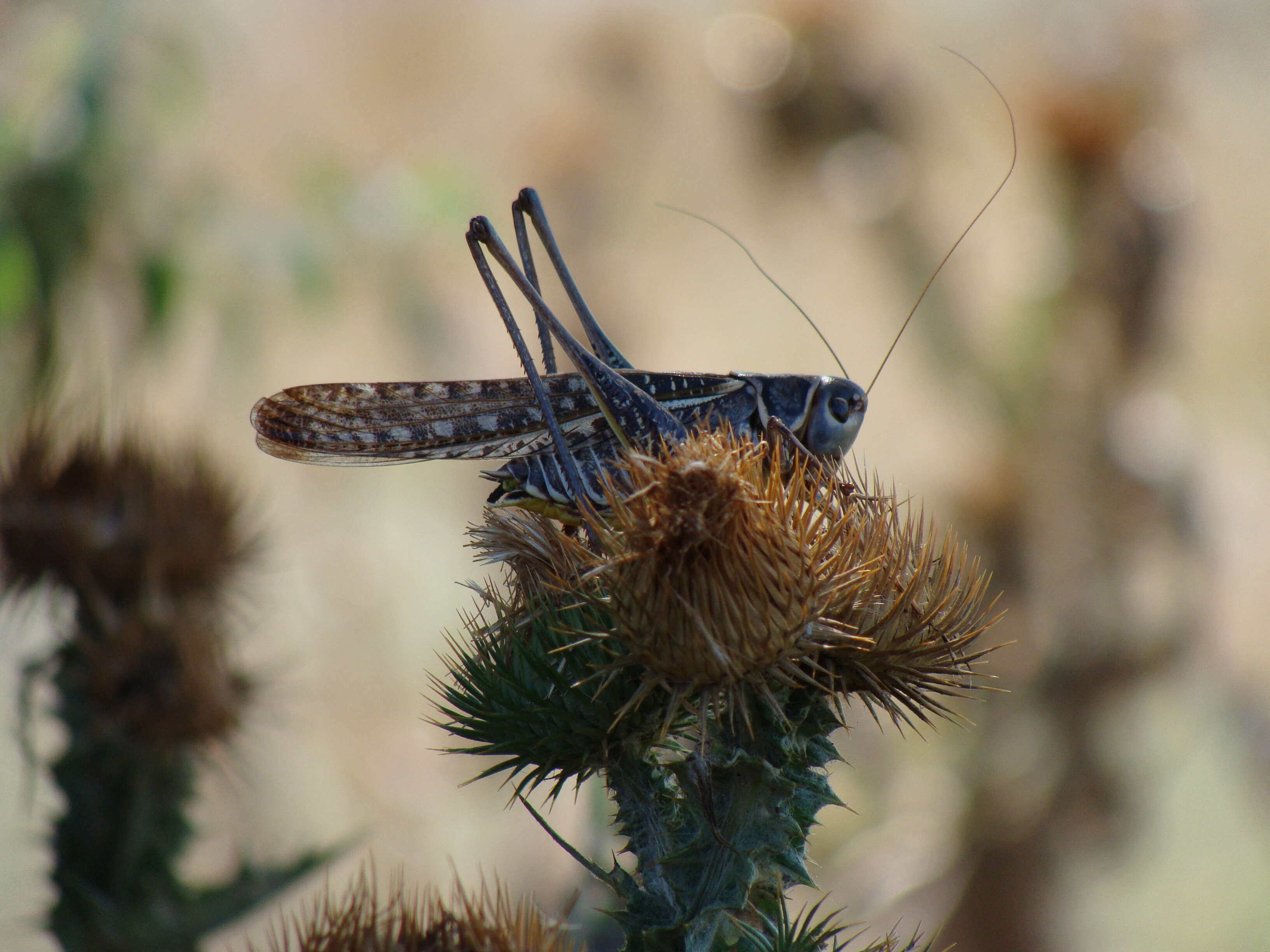 Image of Decticus